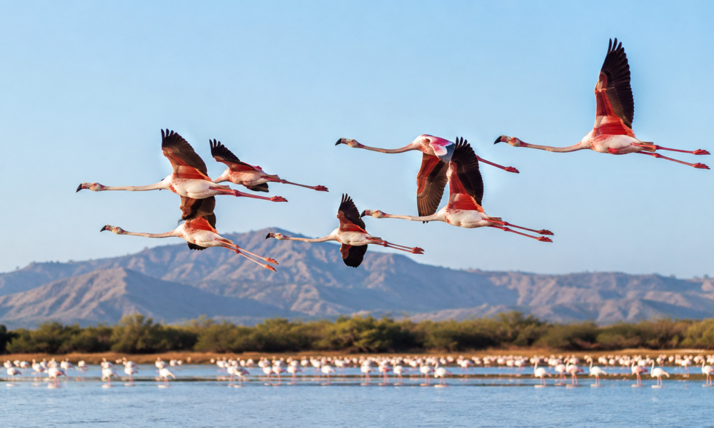 do flamingos fly