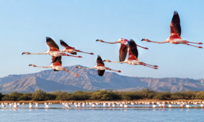 do flamingos fly