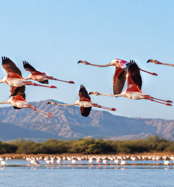 do flamingos fly