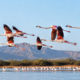 do flamingos fly