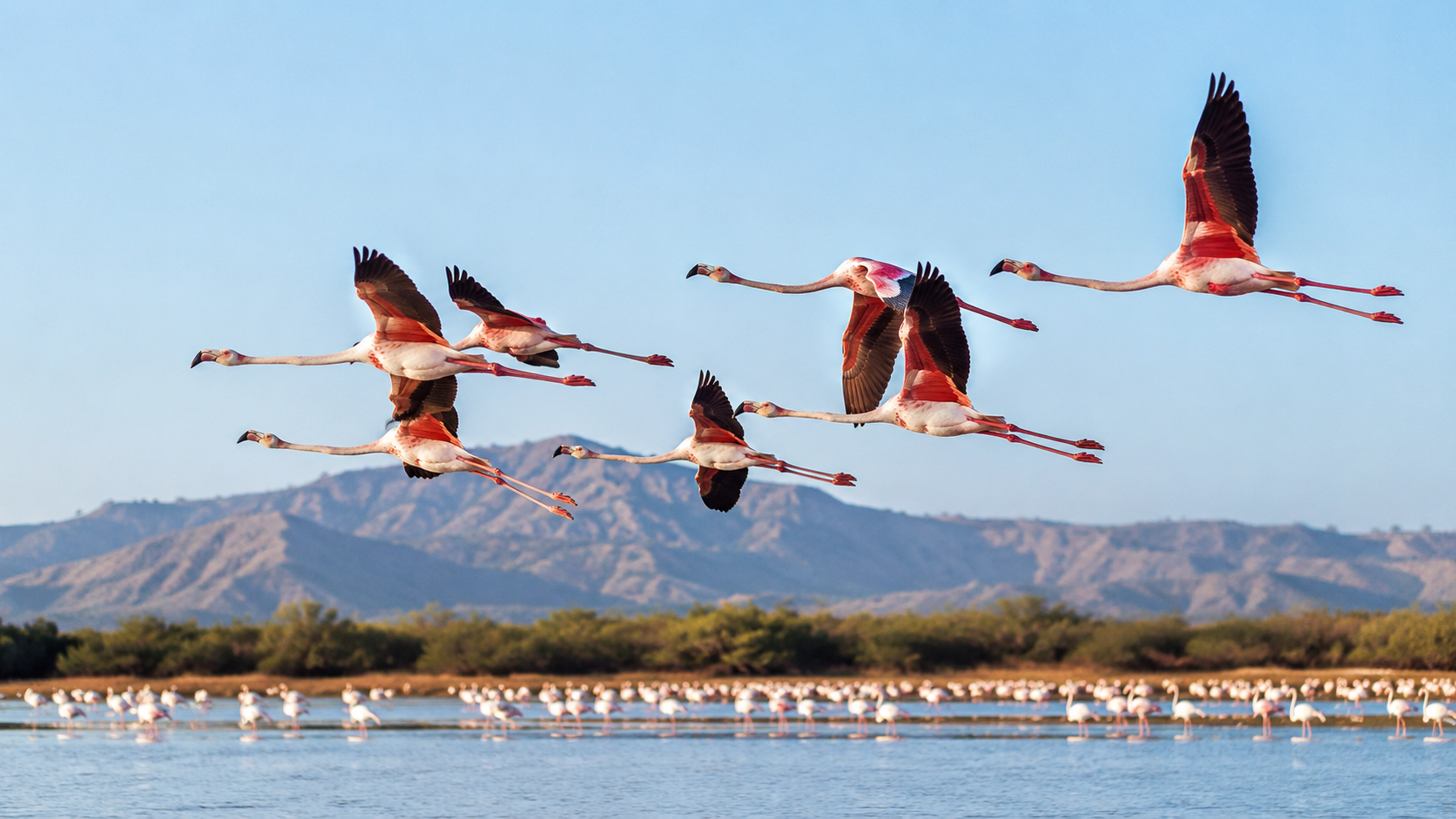 do flamingos fly