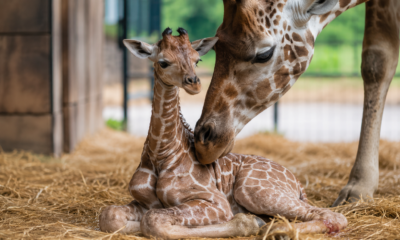 giraffe calf euthanized seneca park zoo
