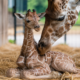 giraffe calf euthanized seneca park zoo
